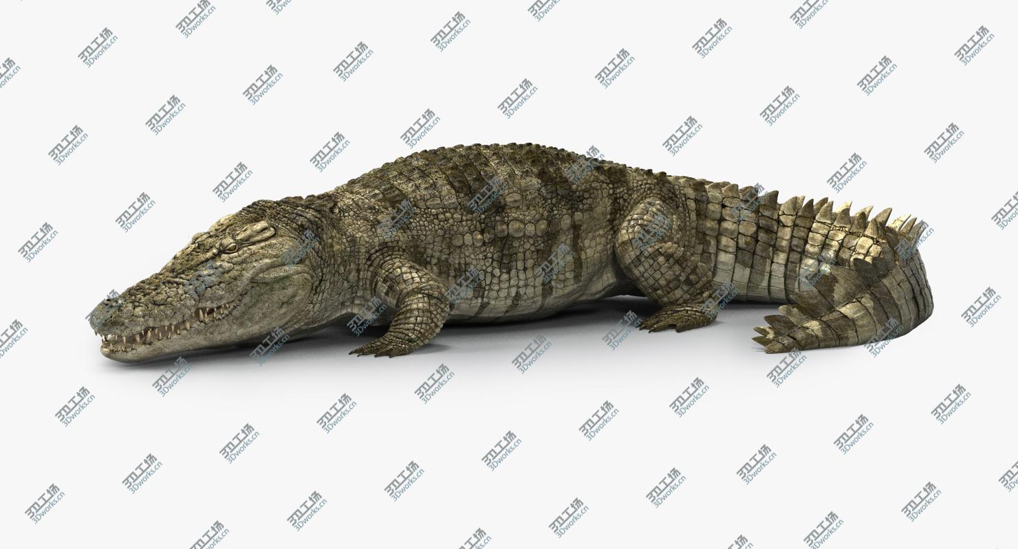 images/goods_img/2021040234/Crocodile Rigged 3D/2.jpg
